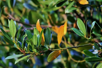 Bobkový list - Rostlina