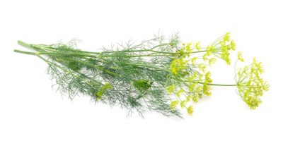 Kopr - celá rostlina i s květy